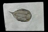 Dalmanites Trilobite Fossil - New York #147304-1